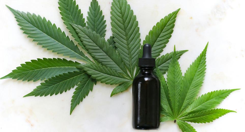 El cannabis medicinal, una alternativa necesaria